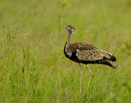Black-bellied Korhaan