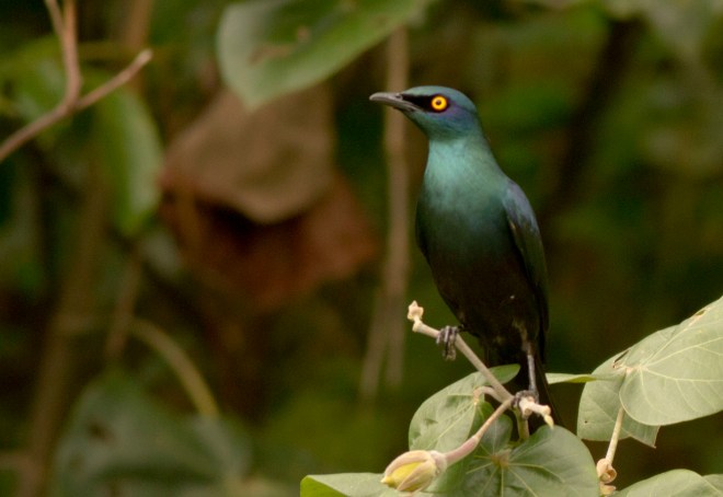 Black-bellied Starling