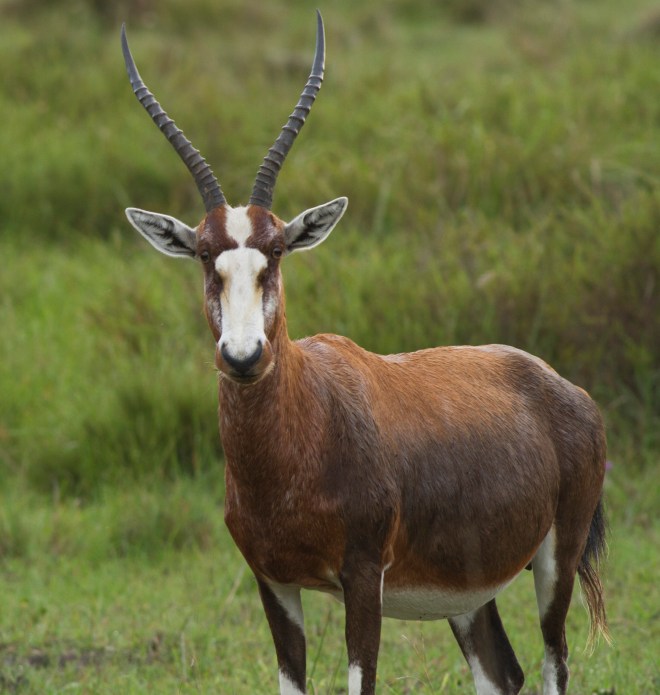Bontebok