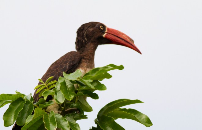 Crowned Hornbill