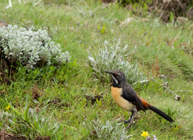 Drakensberg Rock-jumper