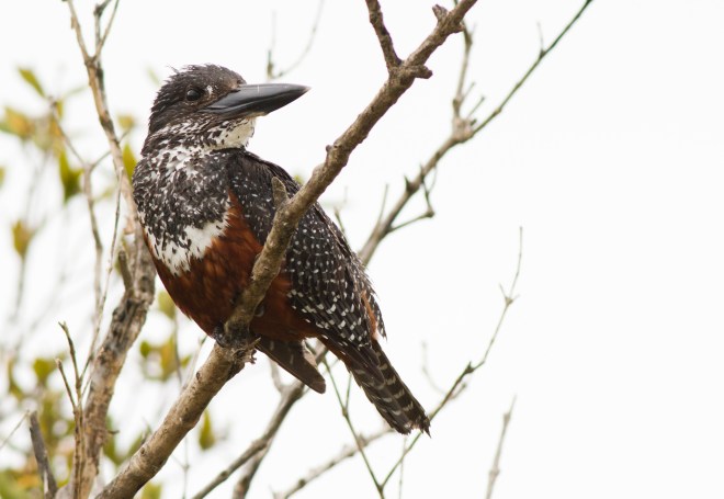 Giant Kingfisher