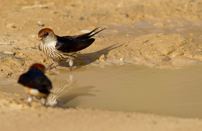 Greater Striped Swallow