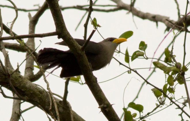 Green Malkoha