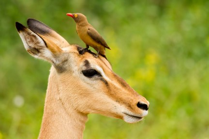 Impala plus oxpecker