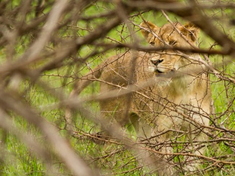 Lion in the bush