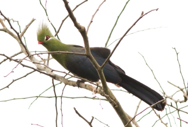 Livingstone´s Turaco