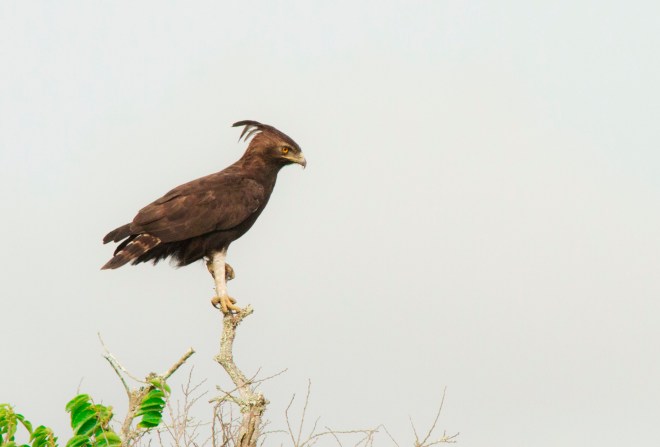 Long-crested Eagle