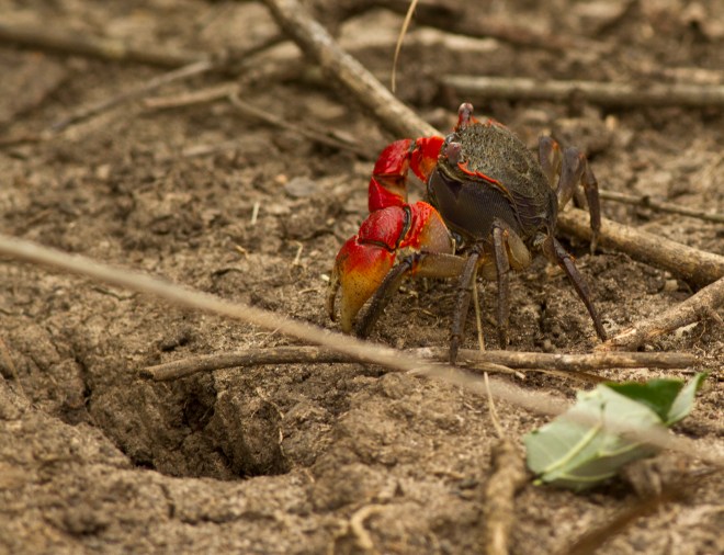 Mangrovekrabba
