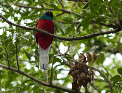 Narina Trogon