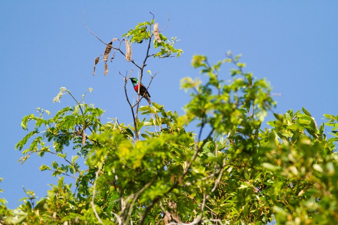 Neergaard´s Sunbird