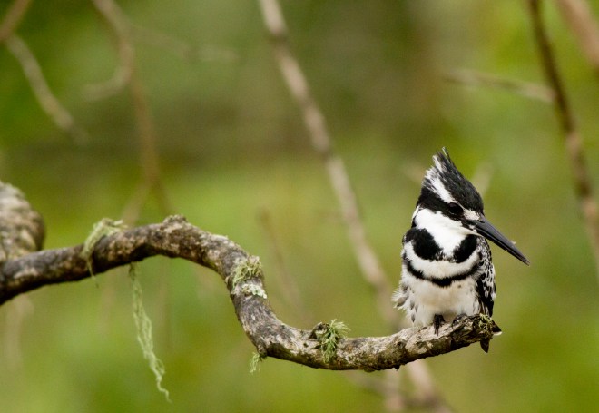 Pied Kingfisher