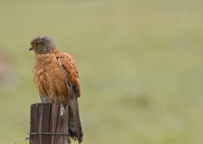 Rock Kestrel