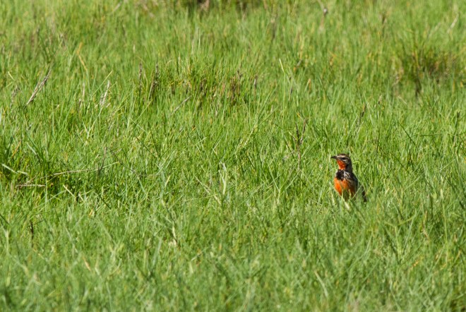 Rosy-throated Longclaw