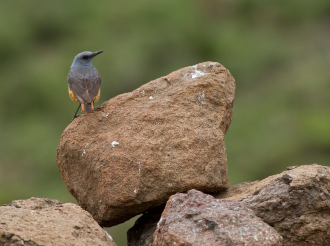 Sentinel Rock-thrush
