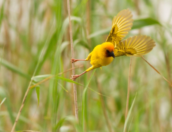 Southern Brown-throated Weaver