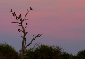 Vultures in the sunset