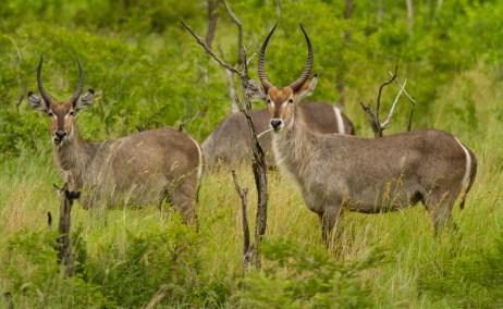 Waterbuck