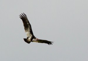White-headed Vulture