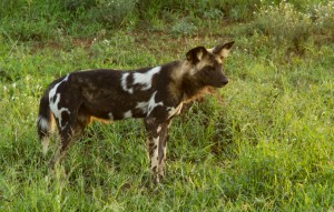 Wilddog