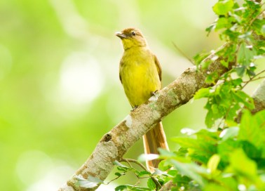 Yellow-bellied Bulbul