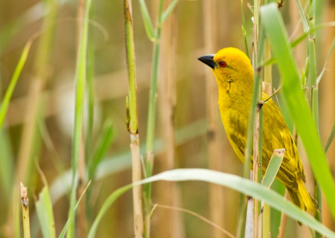 Yellow Weaver