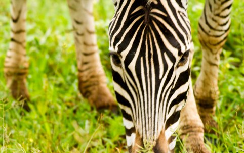 Zebra