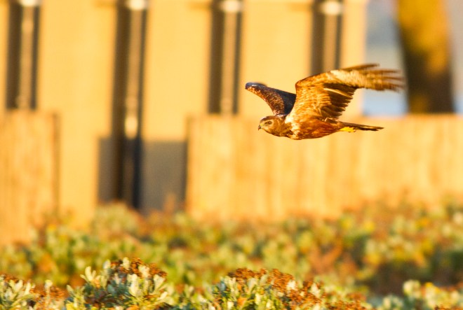 African Marsh-harrier juv