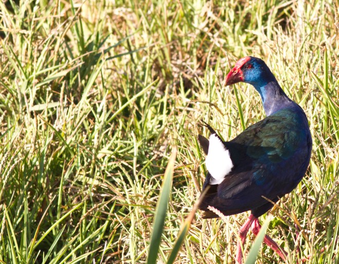 African Purple Swamphen