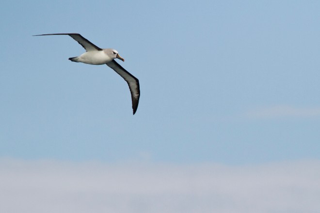 Atlantic Yellow-nosed Albatross