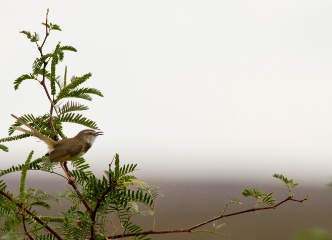 Black-chested Prinia