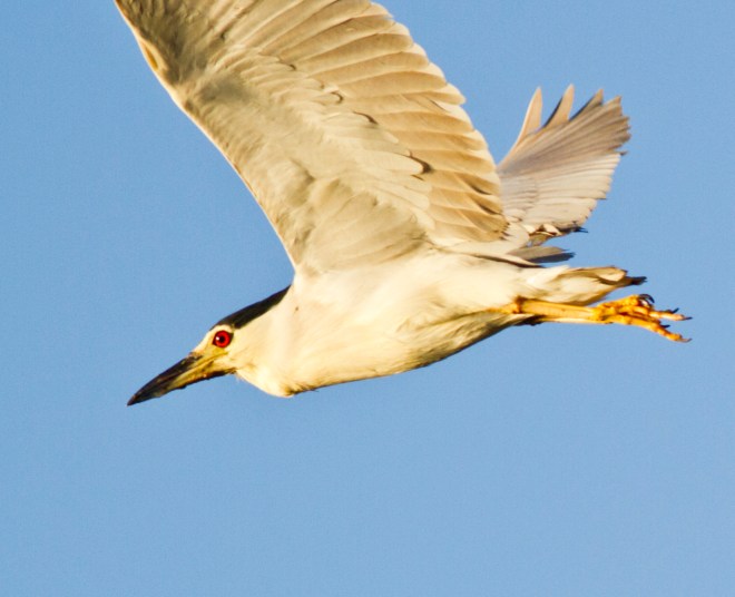 Black-crowned Night-heron