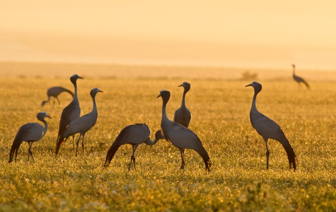 Blue Cranes in sunrise 1