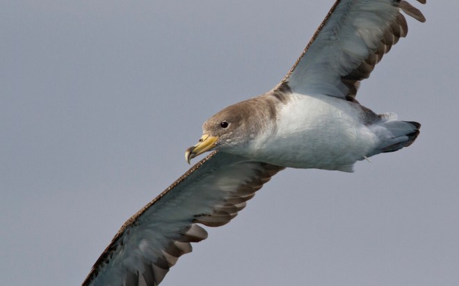 Corys Shearwater