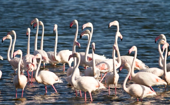Greater Flamingo