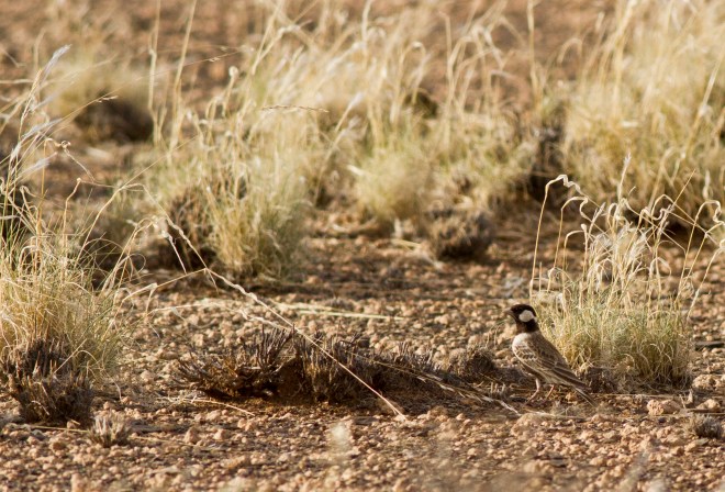 Grey-backed Sparrowlark
