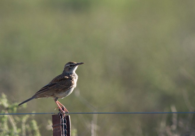 Karoo Long-billed Lark