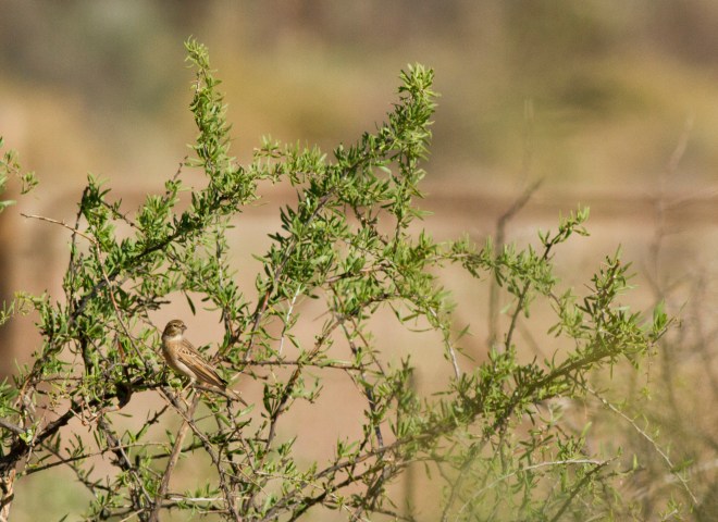 Lark-like Bunting