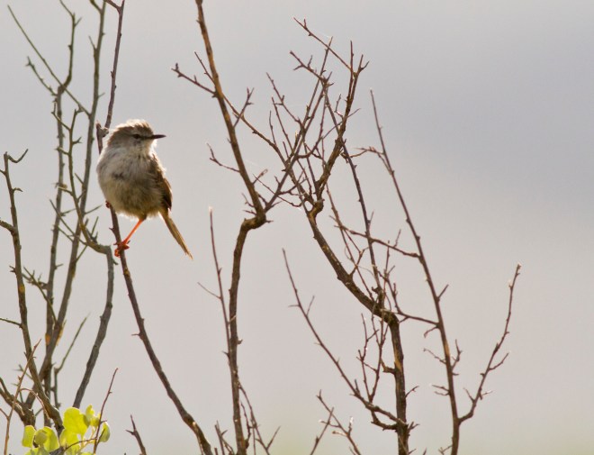 Namaqua Warbler