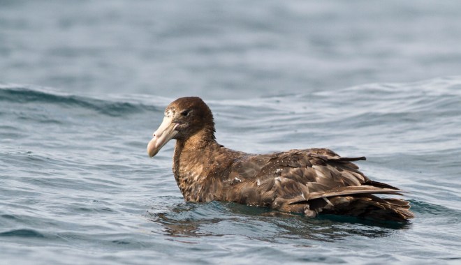 Northern Giant-petrel