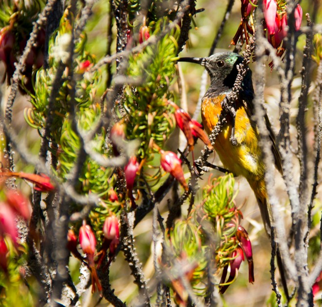 Orange-breasted Sunbird