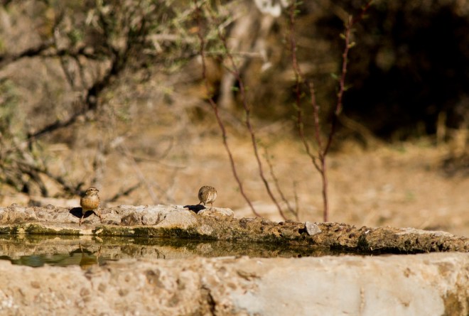 Pink-billed Lark