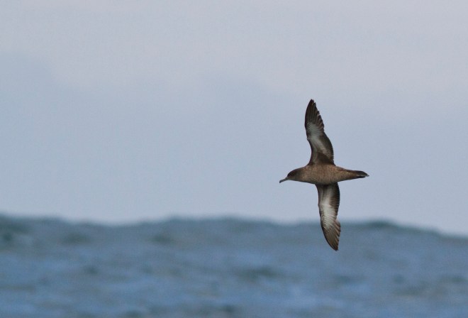Sooty Shearwater