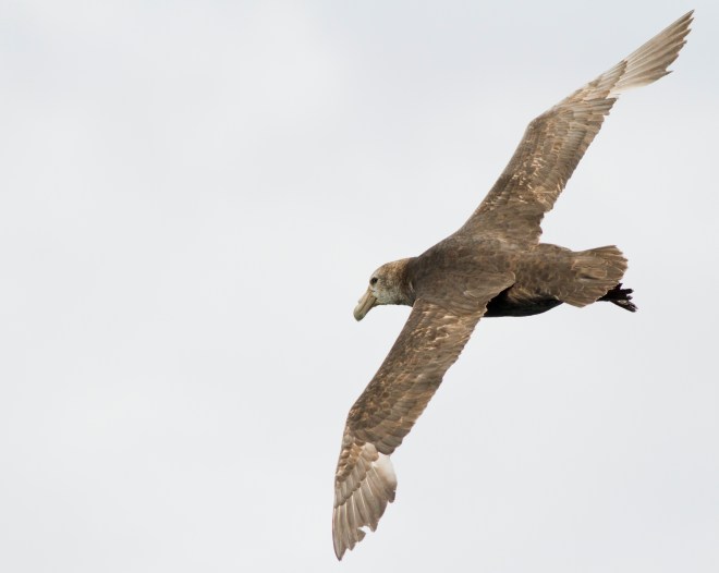 Southern Giant-petrel