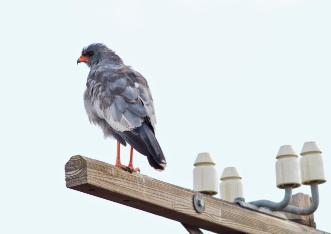 Southern Pale Chanting Goshawk