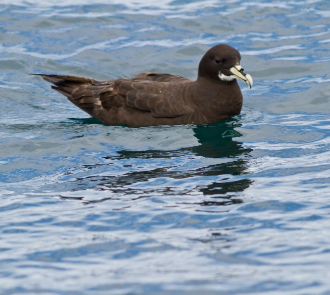 White-chinned Petrel