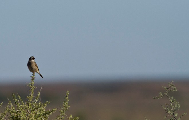White-throated Canary