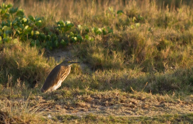 Indian Pond Heron sitting