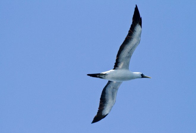 Masked Booby