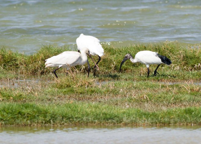 Sacred Ibis
